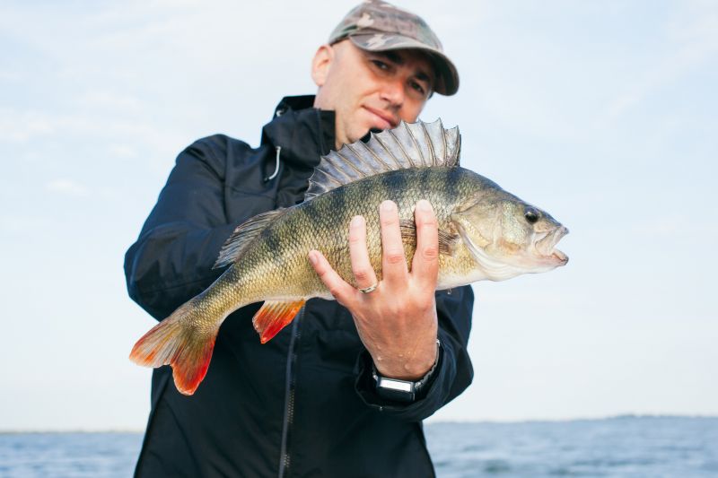 Best lures and spinners for perch and pike
